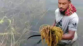 নেত্রকোণায় বোরো ফসলহানি ক্ষতিগ্রস্ত ৫৭ হাজার ৪১৩ কৃষকের তালিকা মন্ত্রণালয়ে