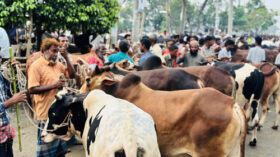 নালিতাবাড়ীতে এখনো জমেনি কোরবানির পশুর হাট, শেষ হাটের অপেক্ষায় ক্রেতা-বিক্রেতা