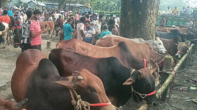 চাহিদার চেয়েও বেশি কোরবানির গরু প্রস্তুত করেছেন নেত্রকোণার খামারিরা