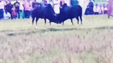 রাতভর চেষ্টা করেও ষাঁড়ের লড়াই নামে জুয়ার আসর ঠেকানো গেল না