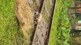 ভাঙা লাইনে পাট ও খড় ফেলে ঢাকা-ময়মনসিংহ ট্রেন চলাচল সচল