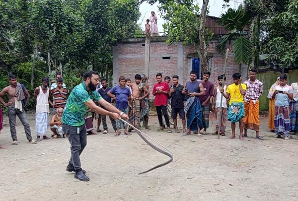 বিষমুক্ত ভেবে ঈশ্বরগঞ্জে এক কৃষক ধরেছিল দক্ষিণ এশিয়ার অন্যতম বিষধর সাপ