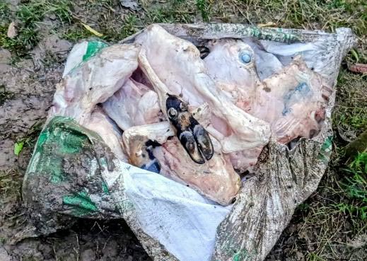 মরা গরুর মাংসের কারবারে কসাইয়ের সঙ্গে কতজন দালাল?